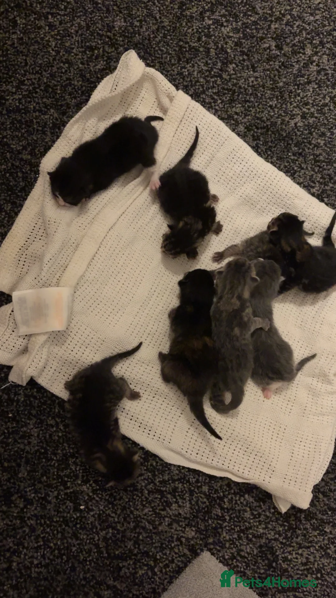 Domestic Shorthair cats for sale: 8 beautiful kittens  in Birmingham - Advert 2