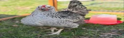 Chickens poultry for sale: 2x POL Sussex Hens for sale  - Advert 3
