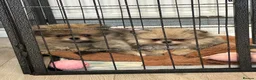Pomeranian dogs for sale: Pomeranians puppy’s  - Advert 13