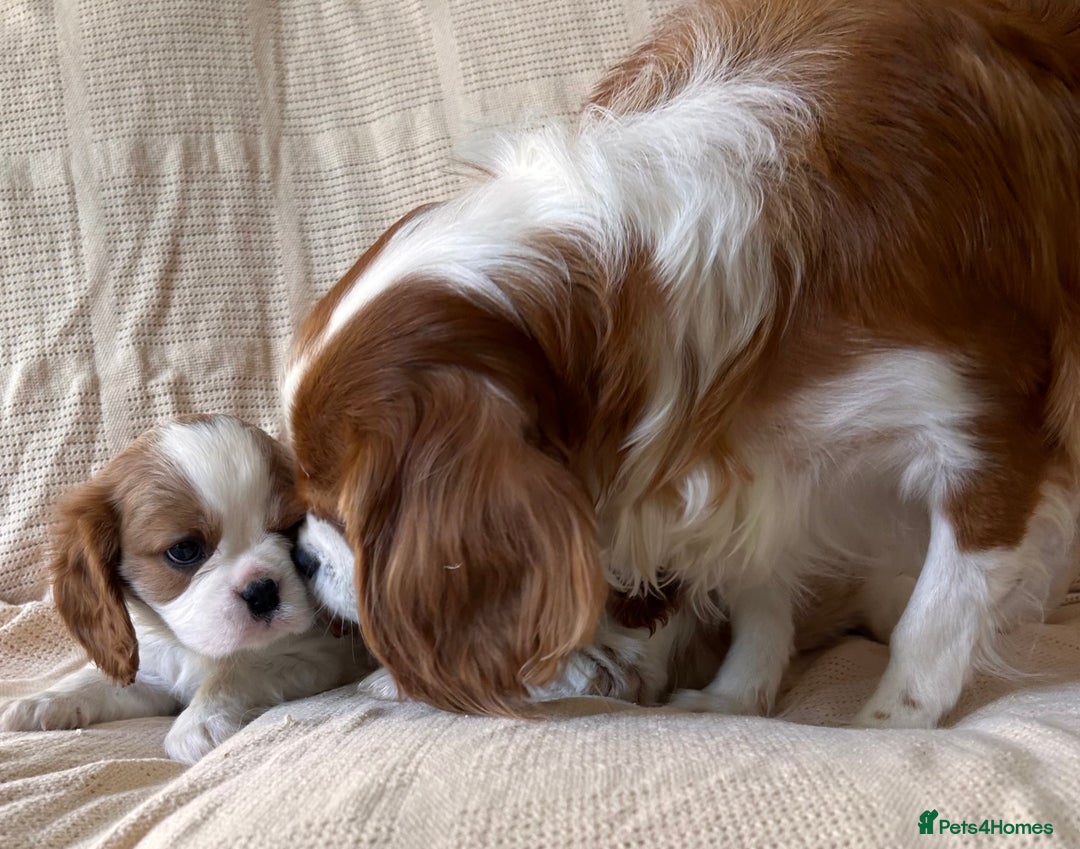 Cavalier King Charles Spaniel dogs for sale: Gorgeous Cavalier King Charles Puppies  - Image 15