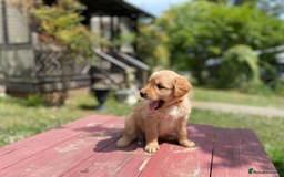 Golden Retriever dogs for sale: beautiful litter of kc Golden Retriever puppies - Image 8