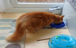 Mixed Breed cats for adoption: BEANS - Advert 4