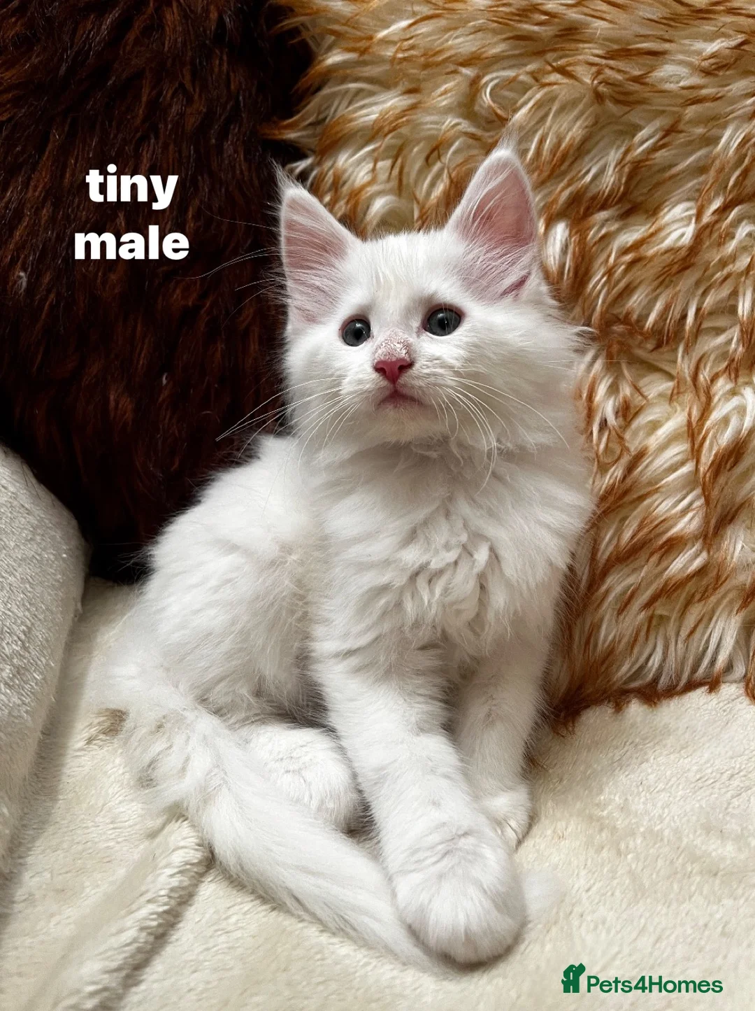 Maine Coon cats for sale: beautiful kittens for sale😍 - Advert 4
