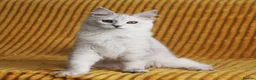 Maine Coon cats for sale: Pedigree Silver Shaded Beauties TICA Registered - Advert 20