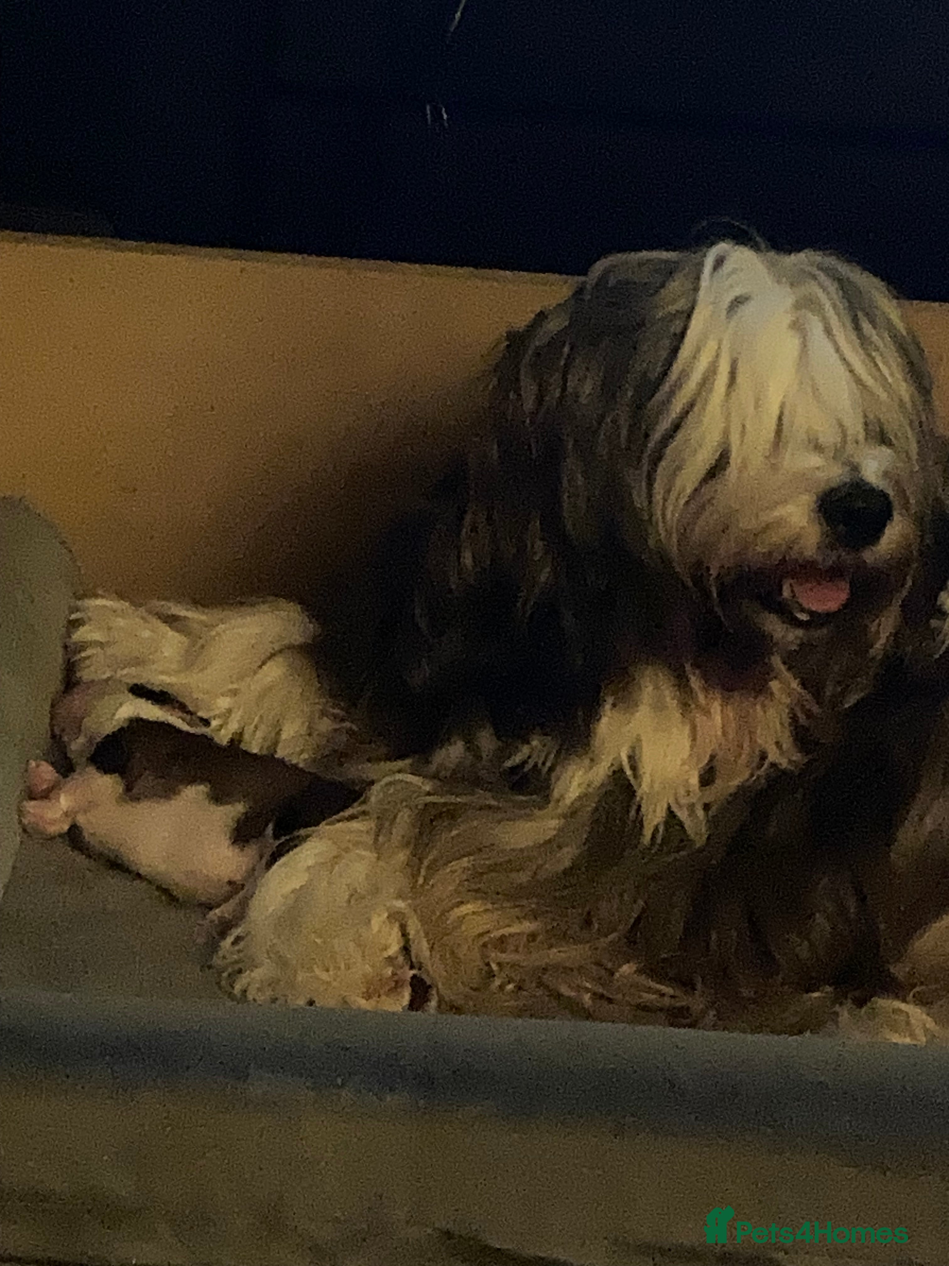Tibetan Terrier dogs Beautiful KC registered Tibetan terrier puppy - Advert 4