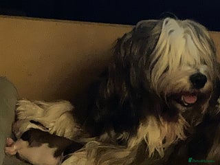 Tibetan Terrier dogs Beautiful KC registered Tibetan terrier puppy - Advert 1