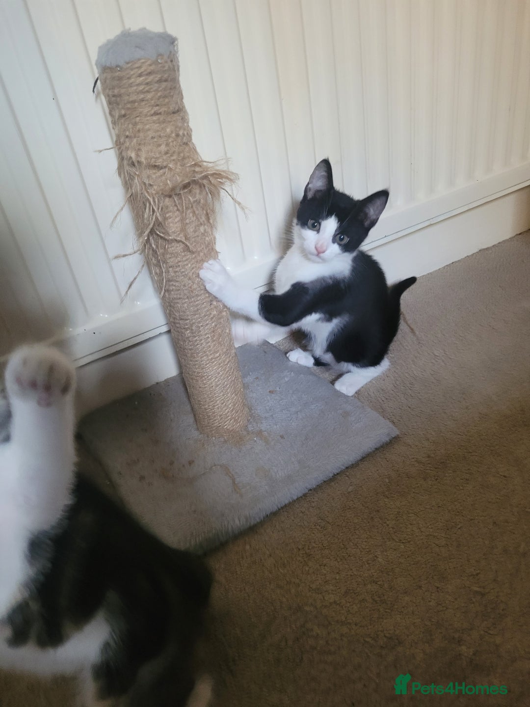Mixed Breed cats for sale: Urgent Black and white pink nosed female kitten  - Image 4