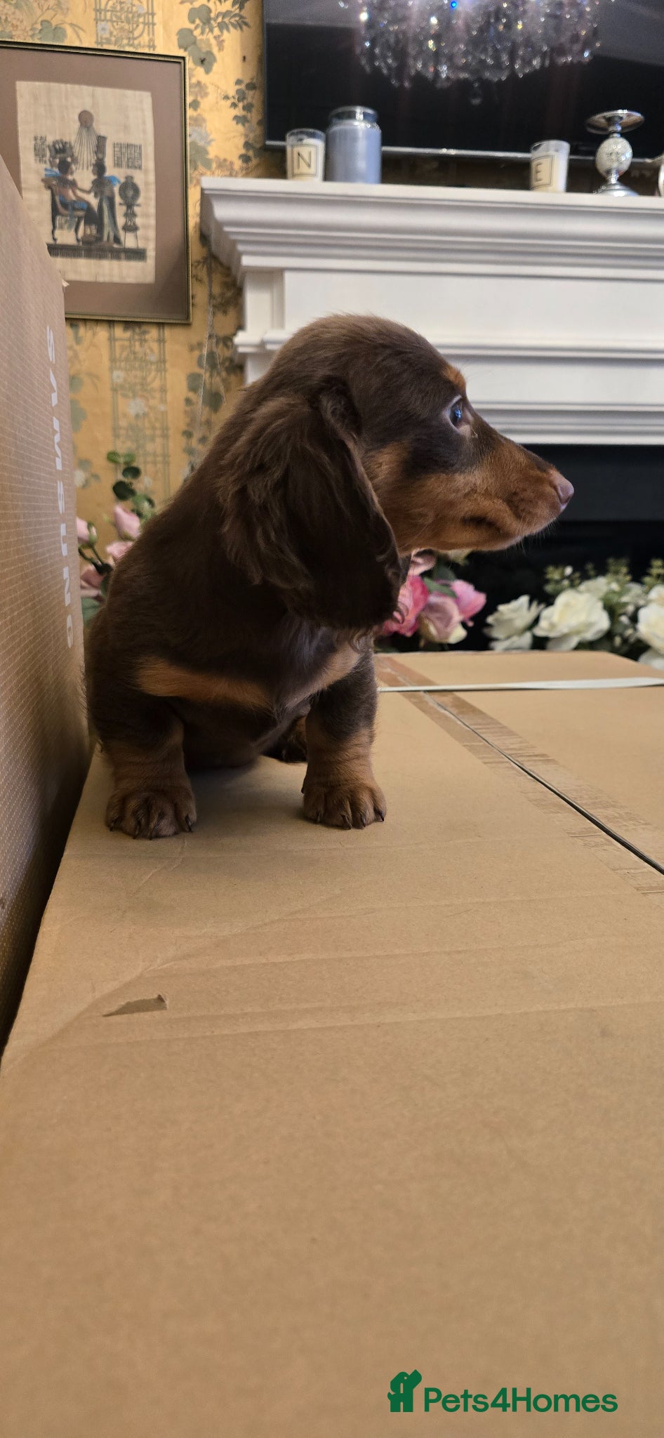 Miniature Dachshund dogs KC Longhair Last 3 pups £1400 Miniature Dashounds. - Advert 16