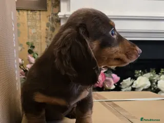 Miniature Dachshund dogs KC Longhair Last 3 pups £1400 Miniature Dashounds. - Advert 16