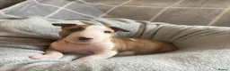 English Bull Terrier dogs for sale: 🐶 KC Registered English Bull Terrier Puppies 🐶 - Advert 15