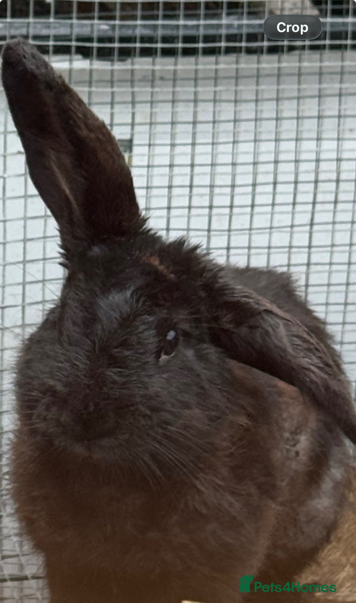 Mini Lop rabbits Bunnies  - Advert 6