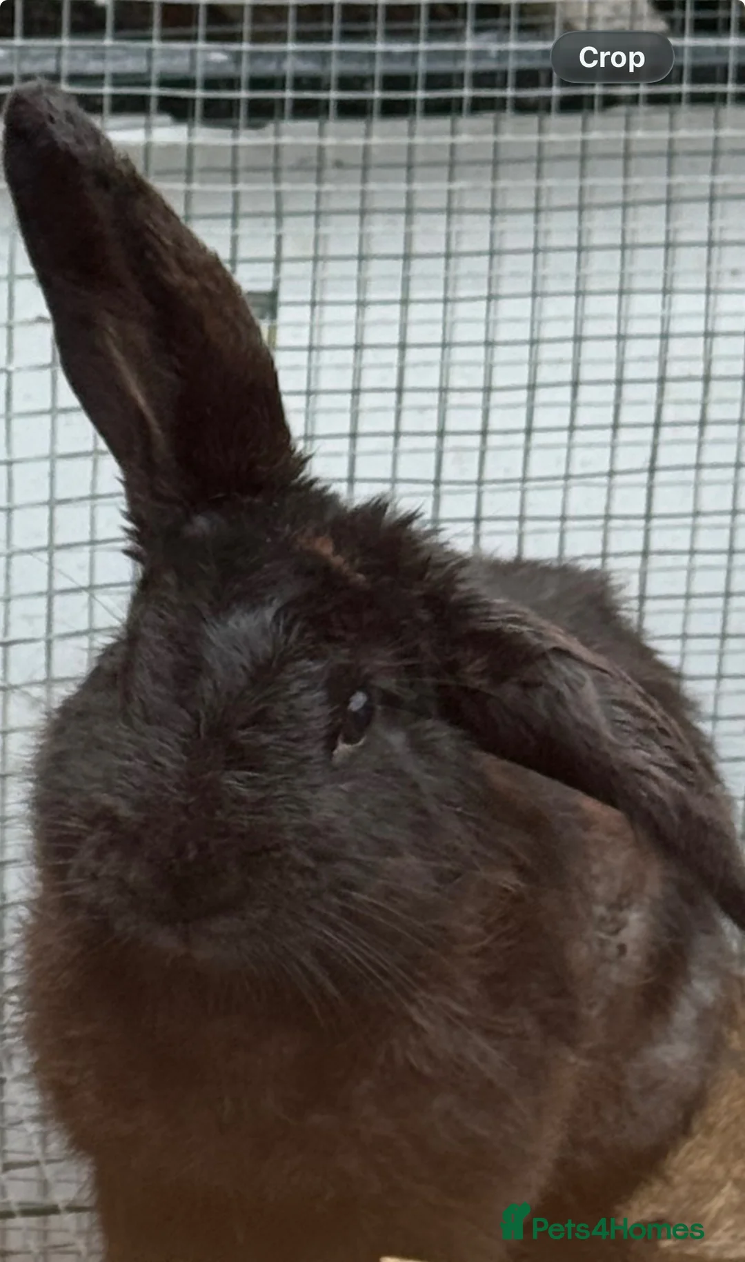 Mini Lop rabbits for sale: Bunnies  in Pembroke - Advert 1