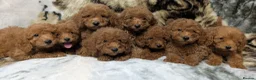 Toy Poodle dogs for sale: Stunning DNA Clear Toy Mini Poodle Puppies  - Advert 8