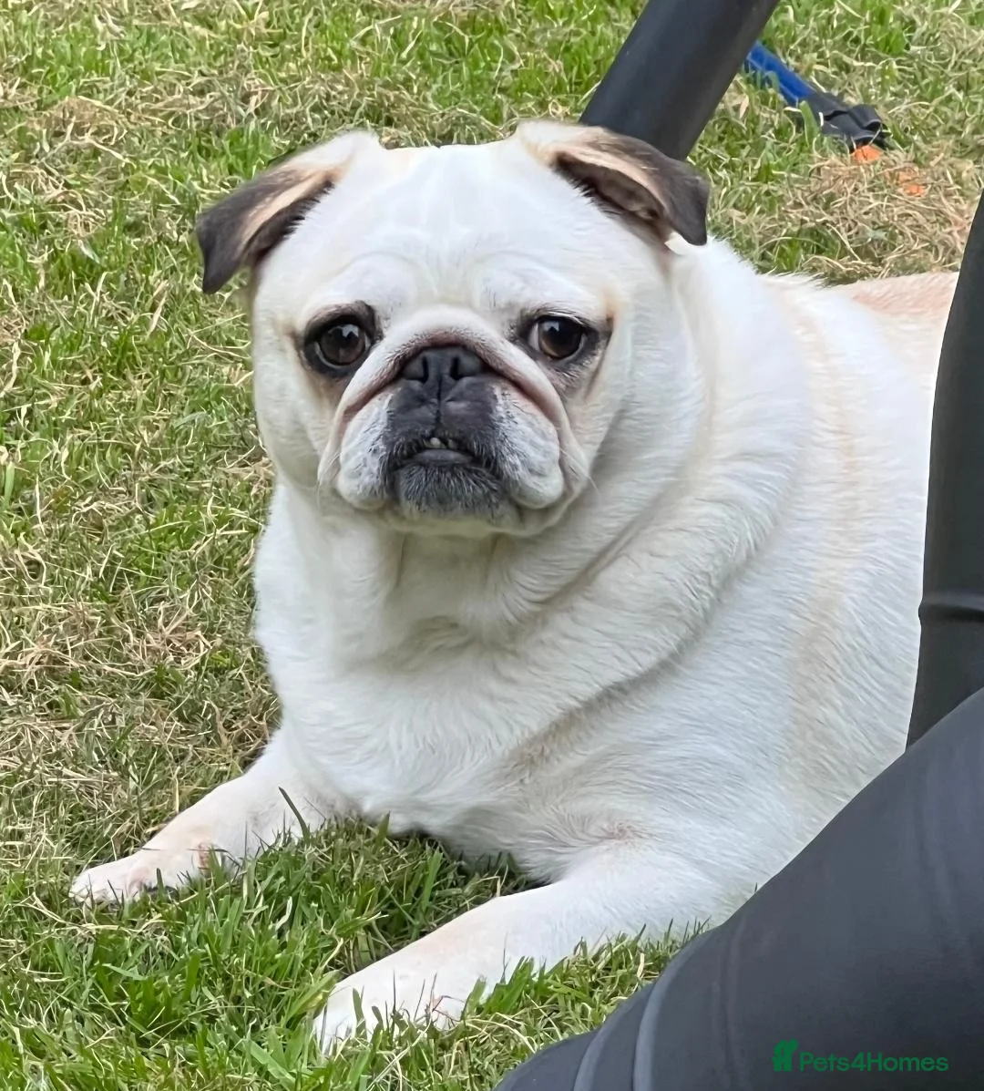 Pug dogs for sale: Adorable Panda Pug Puppies  in Duns - Advert 2