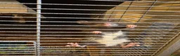 Rat rodents for sale: Two male dwarf rats  in Peterborough - Advert 4