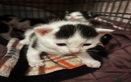 Mixed Breed cats for sale: Black and white kittens  - Image 2