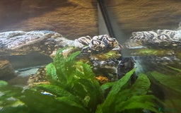 Cichlids fish for sale: Tank and fish  - Image 6
