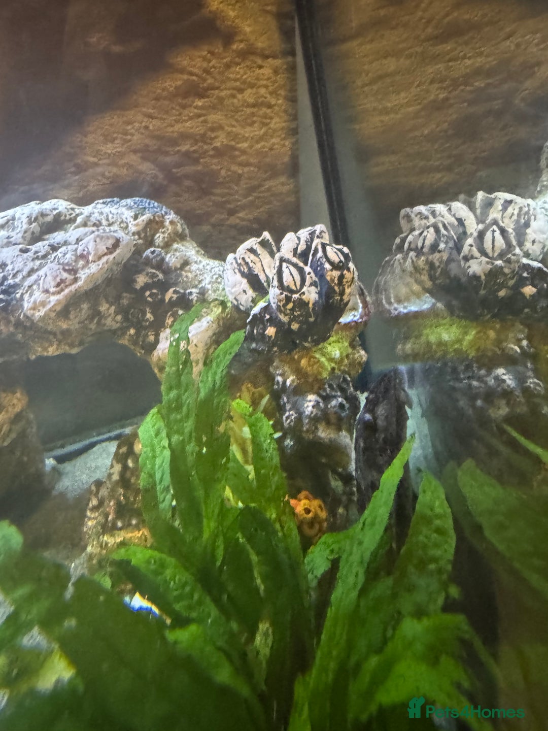 Cichlids fish for sale: Tank and fish  - Image 6