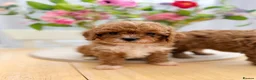 Cavapoo dogs for sale: Ready NOW only TWO boys left! F1bb Toy Cavapoos - Advert 16