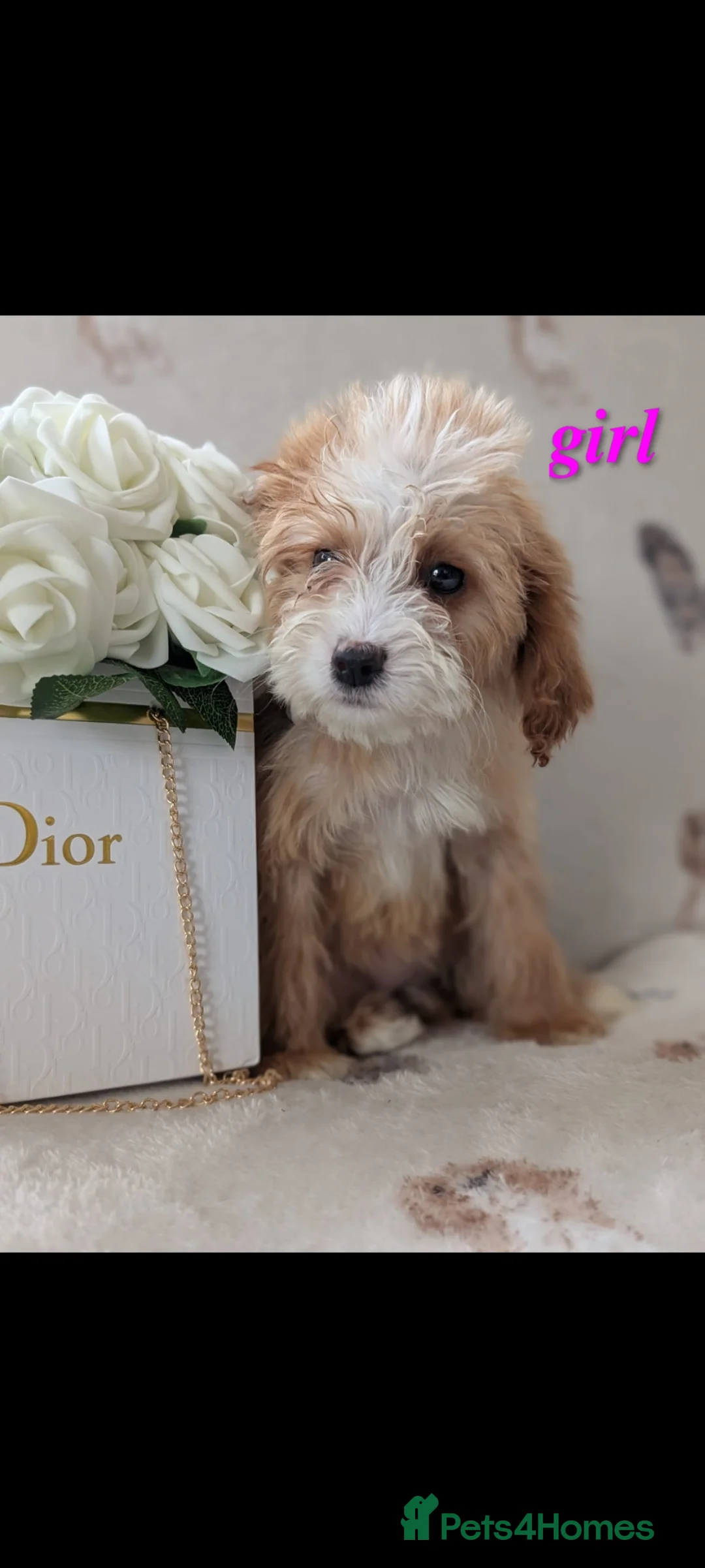 Cockapoo dogs for sale: Georgeous Cockerpoo puppies 3girls and 2 boys in Slough - Advert 2