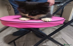 Mixed Breed cats for sale: 5 beautiful kittens ready for the forever home. - Image 8