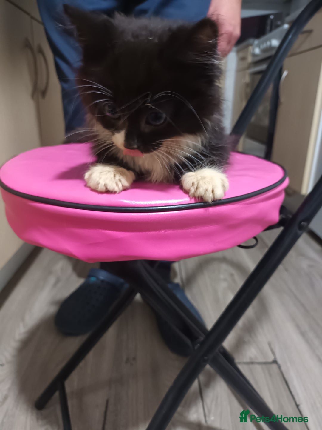 Mixed Breed cats for sale: 5 beautiful kittens ready for the forever home. - Image 8