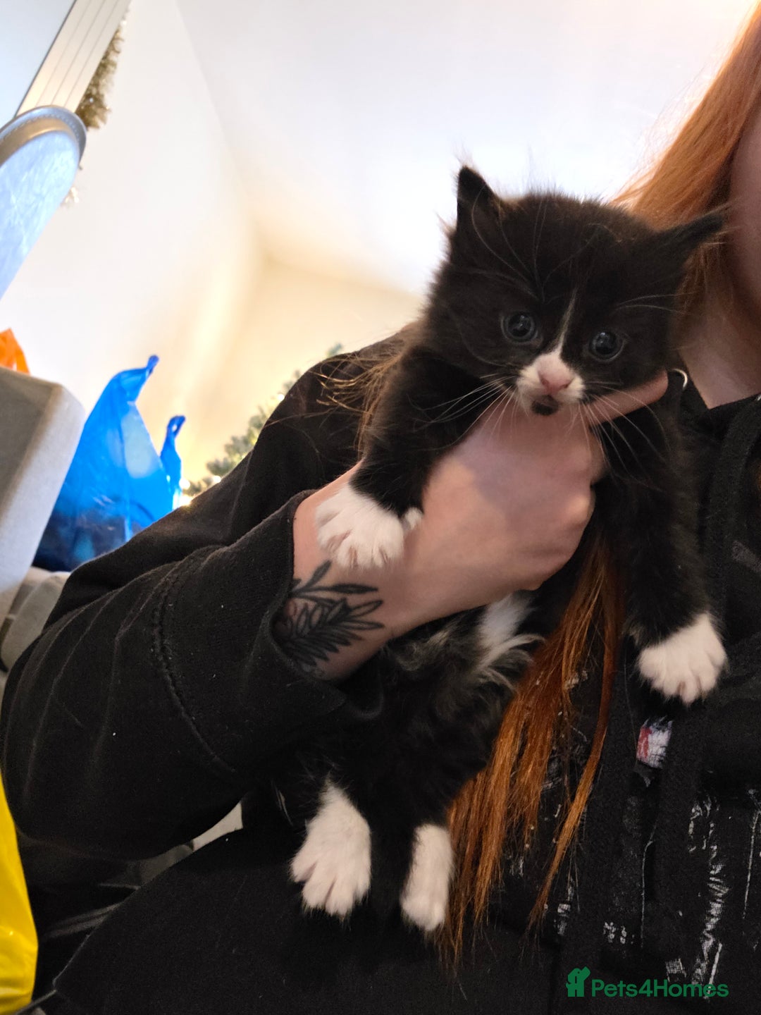 Mixed Breed cats for sale: Kittens for sale - Advert 3