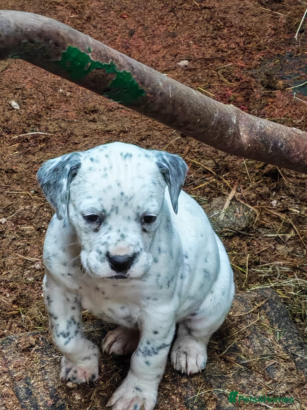 Mixed Breed dogs for sale: Boxmatian - Advert 2