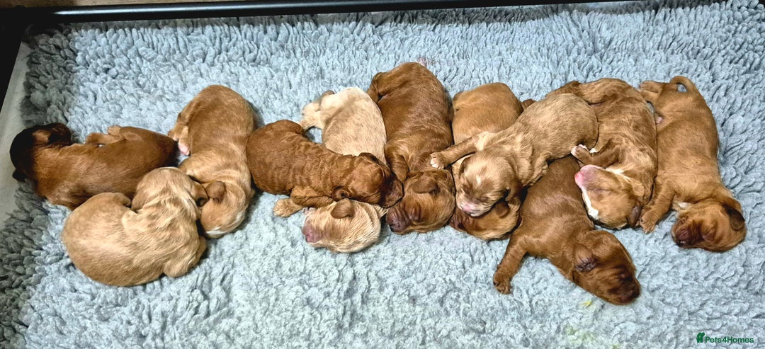 Australian Labradoodle dogs for sale: 1 boy and 1 girl left - Advert 4