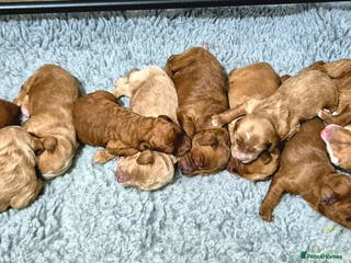 Australian Labradoodle dogs 2 boys left - Advert 1