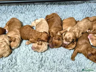 Australian Labradoodle dogs 2 boys left - Advert 1