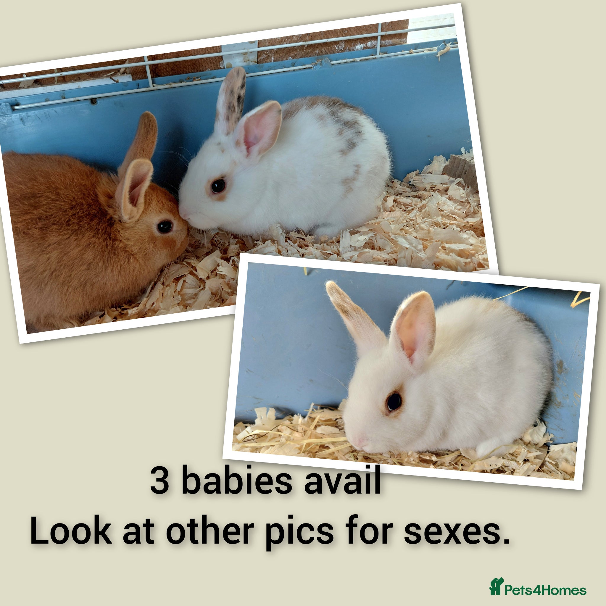 Mixed Breed rabbits Sweet Netherland x Dutch. 3 of 6 avail.now..  - Advert 1