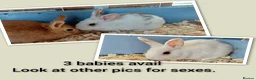 Mixed Breed rabbits for sale: Sweet Netherland x Dutch. 3 of 6 avail.now..  in Thetford - Advert 1