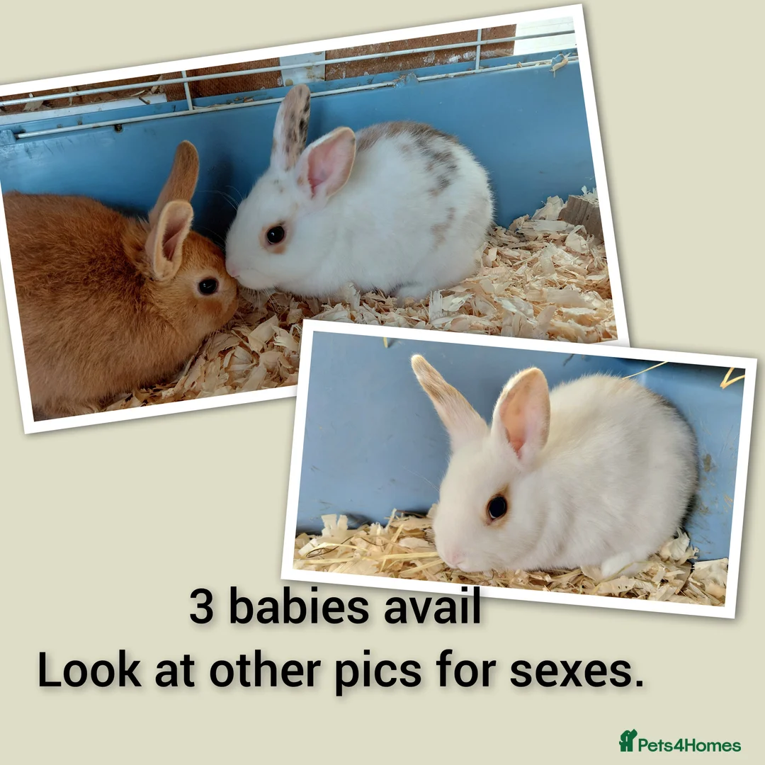Mixed Breed rabbits for sale: Sweet Netherland x Dutch. 3 of 6 avail.now..  in Thetford - Advert 1
