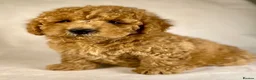 Cavapoo dogs for sale: F1B Toy Cavapoo health tests boutique home breeder - Advert 11