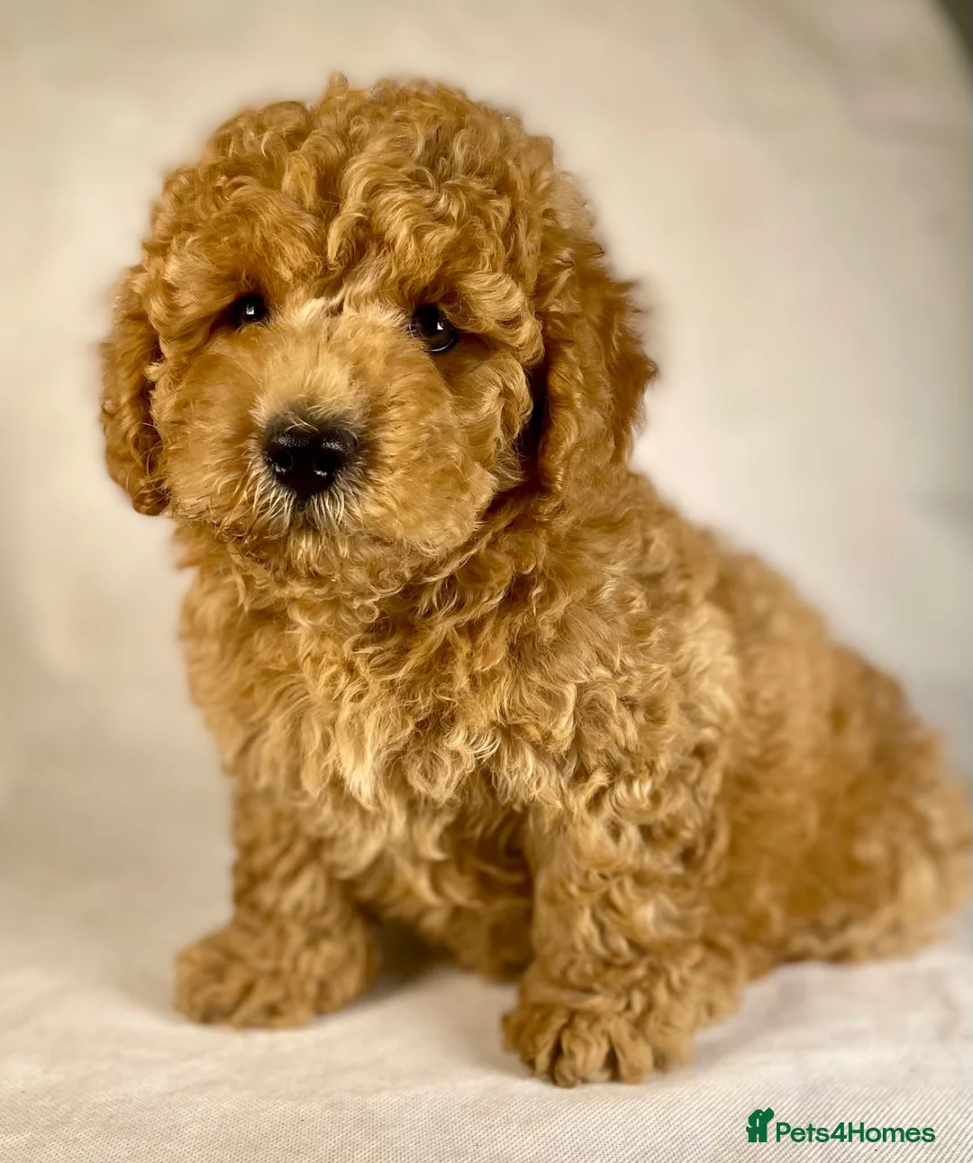 Cavapoo dogs for sale: F1B Toy Cavapoo health tests boutique home breeder - Advert 11