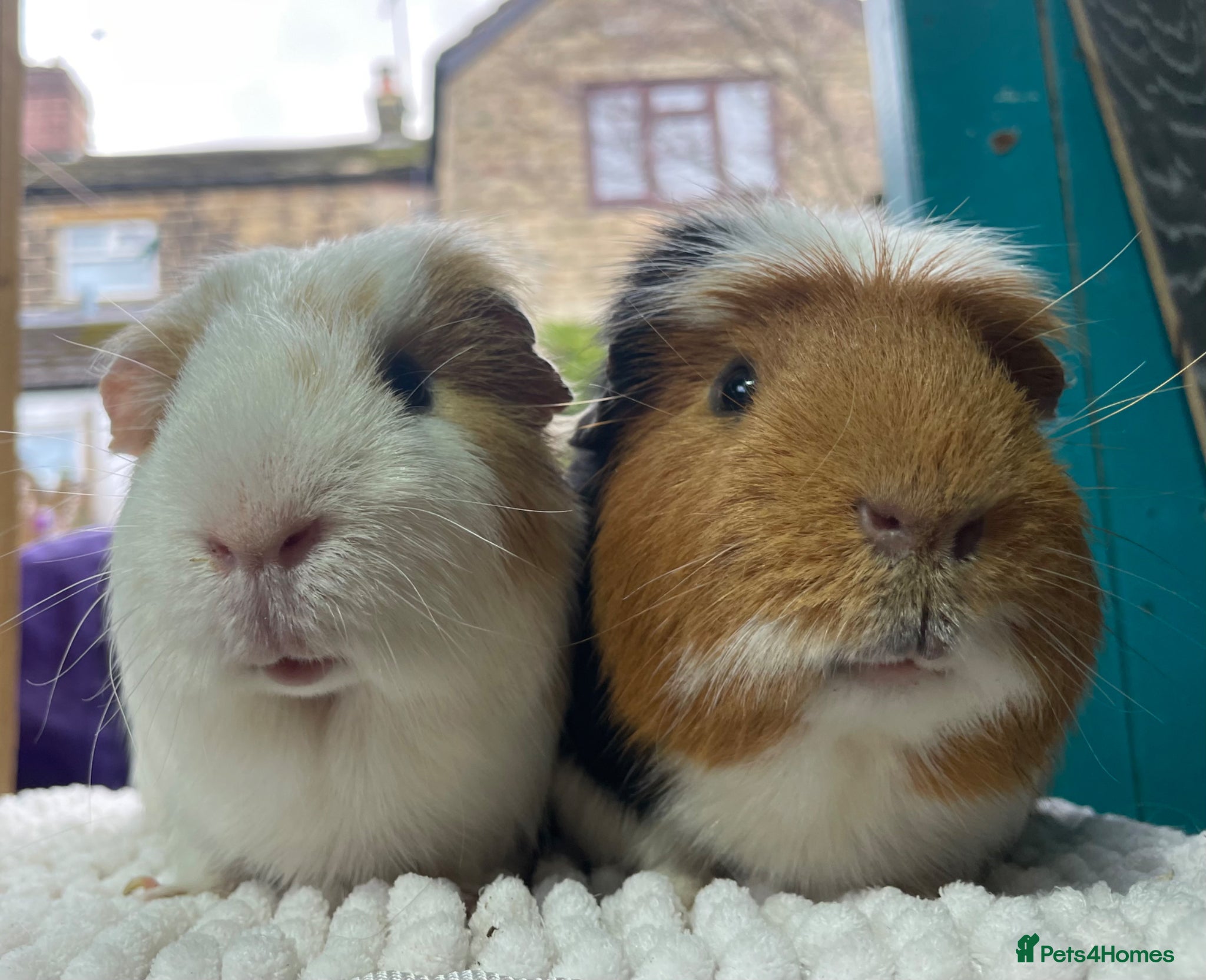 Guinea Pig rodents Pair of gorgeous male guinea pigs  - Advert 1