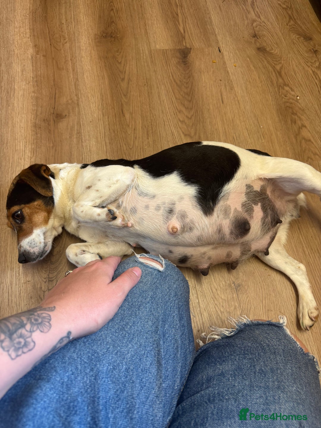 Jack Russell dogs for sale: last little girl - Image 6