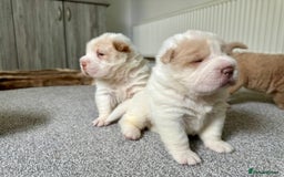 Shar Pei dogs for sale: Top quality bear coat sharpei  - Image 21