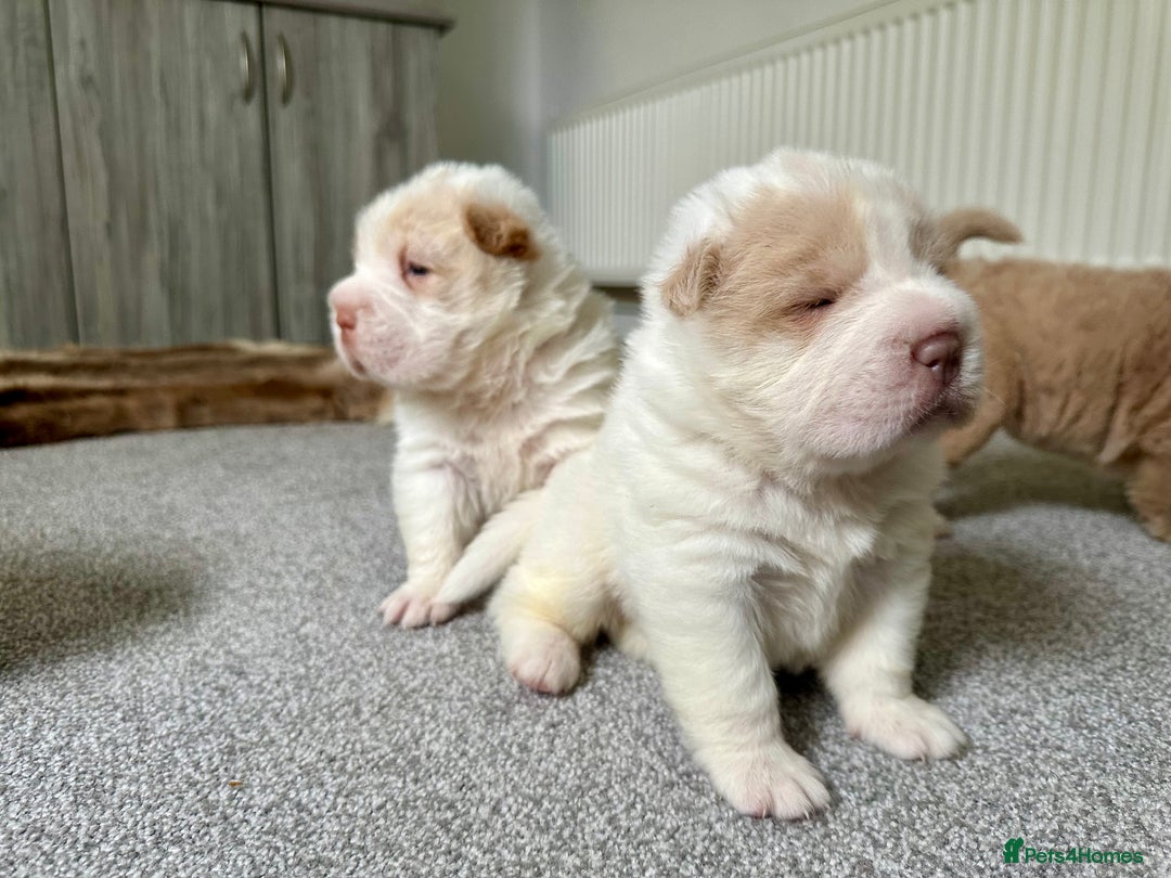 Shar Pei dogs for sale: Top quality bear coat sharpei  - Image 21