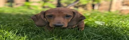 Dachshund dogs for sale: Champion Bloodline Standard Dachshund - Advert 6