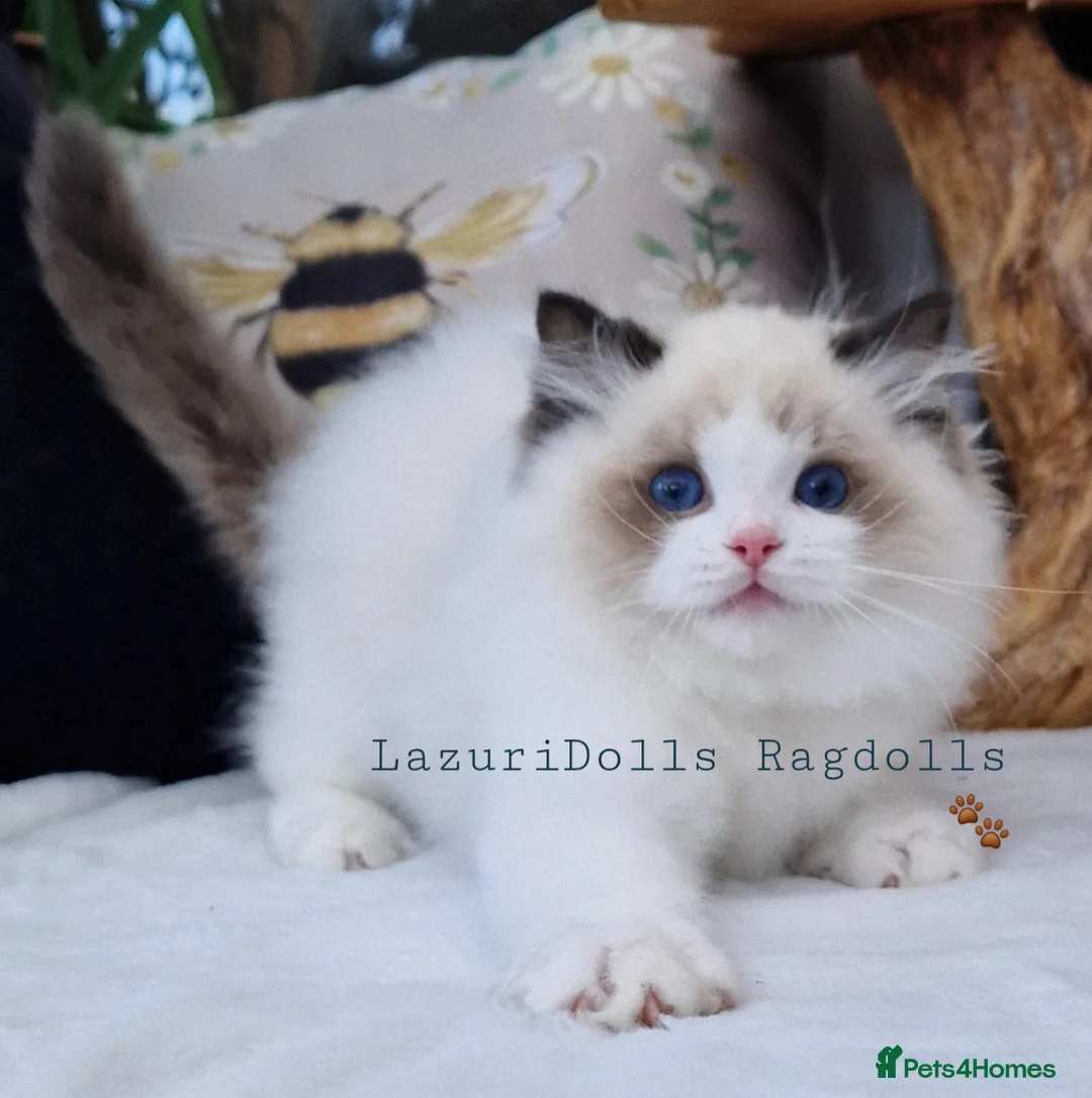 Ragdoll cats for sale: 🏆🐈WAITING LIST for Exclusive kittens🏆parents - Advert 1