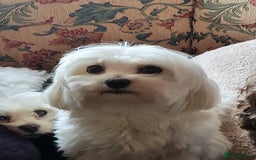 Maltese dogs for sale: Small Fluffy KC Maltese Puppy Family Raised & Love - Image 14