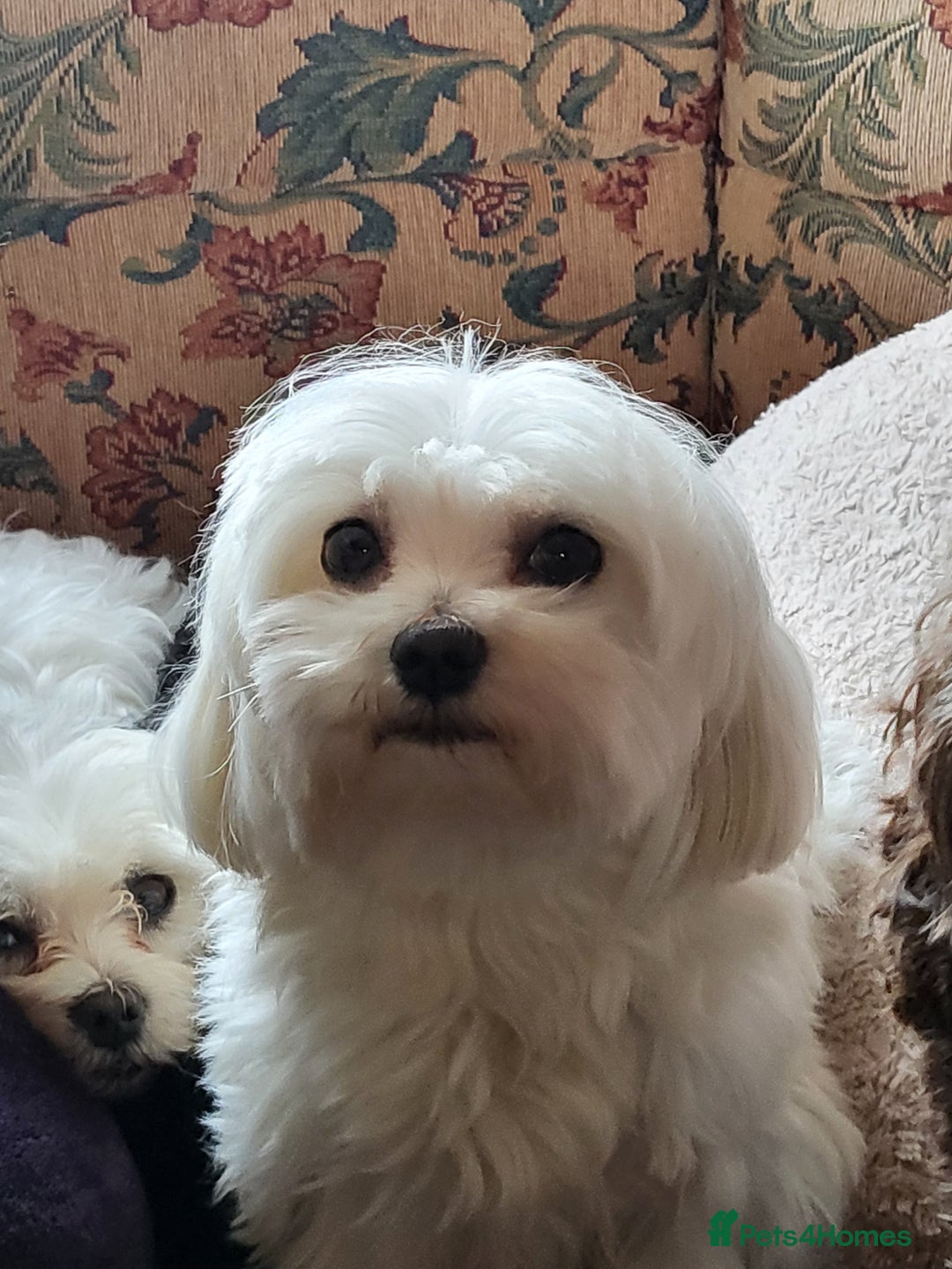 Maltese dogs for sale: Small Fluffy KC Maltese Puppy Family Raised & Love - Image 14