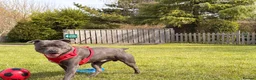 Staffordshire Bull Terrier dogs for stud: Beautiful blue up for Stud - Advert 3