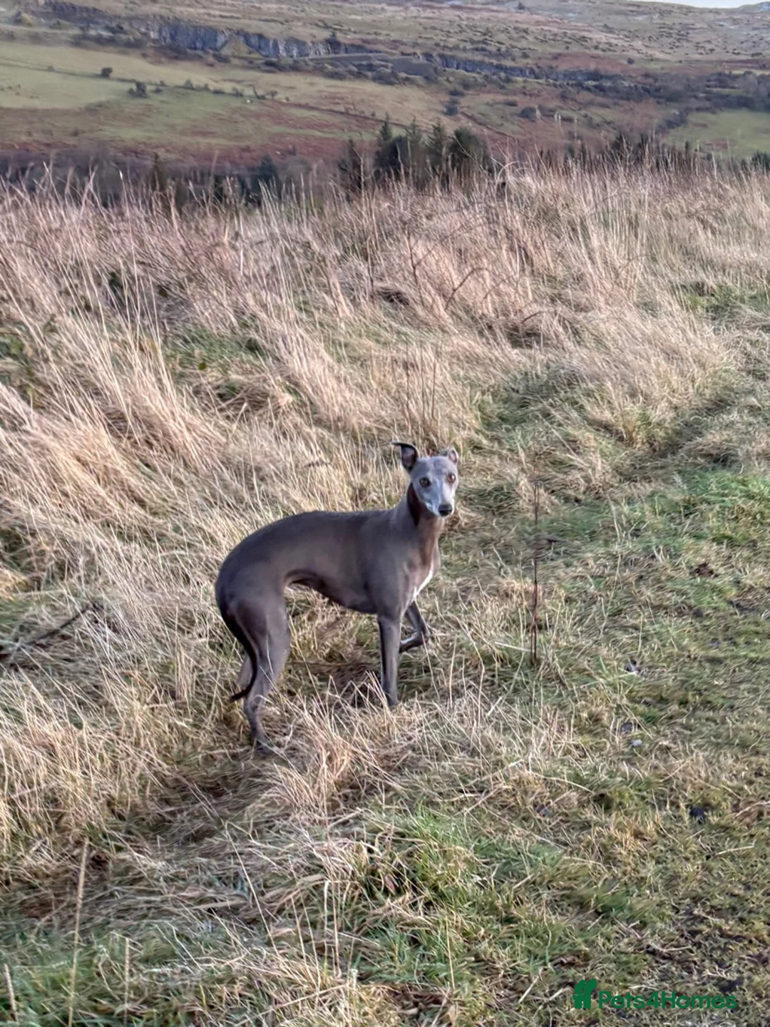 Whippet dogs for sale: Beautiful litter of pedigree whippets  - Advert 10