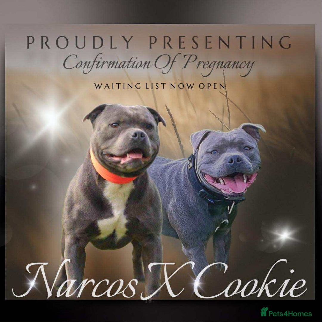Staffordshire Bull Terrier dogs for sale: Outstanding KC blue Cubs Available! 4.8% coi! - Image 1
