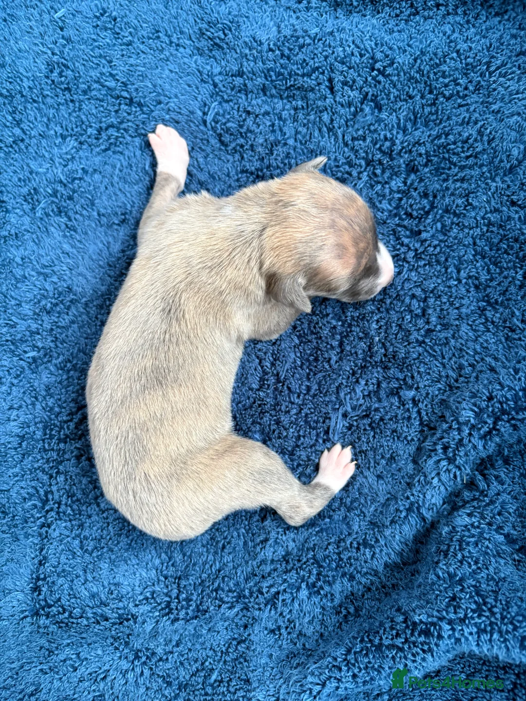 Whippet dogs for sale: 💕⭐️KC WHIPPET PUPS⭐️ 💕 - Advert 28