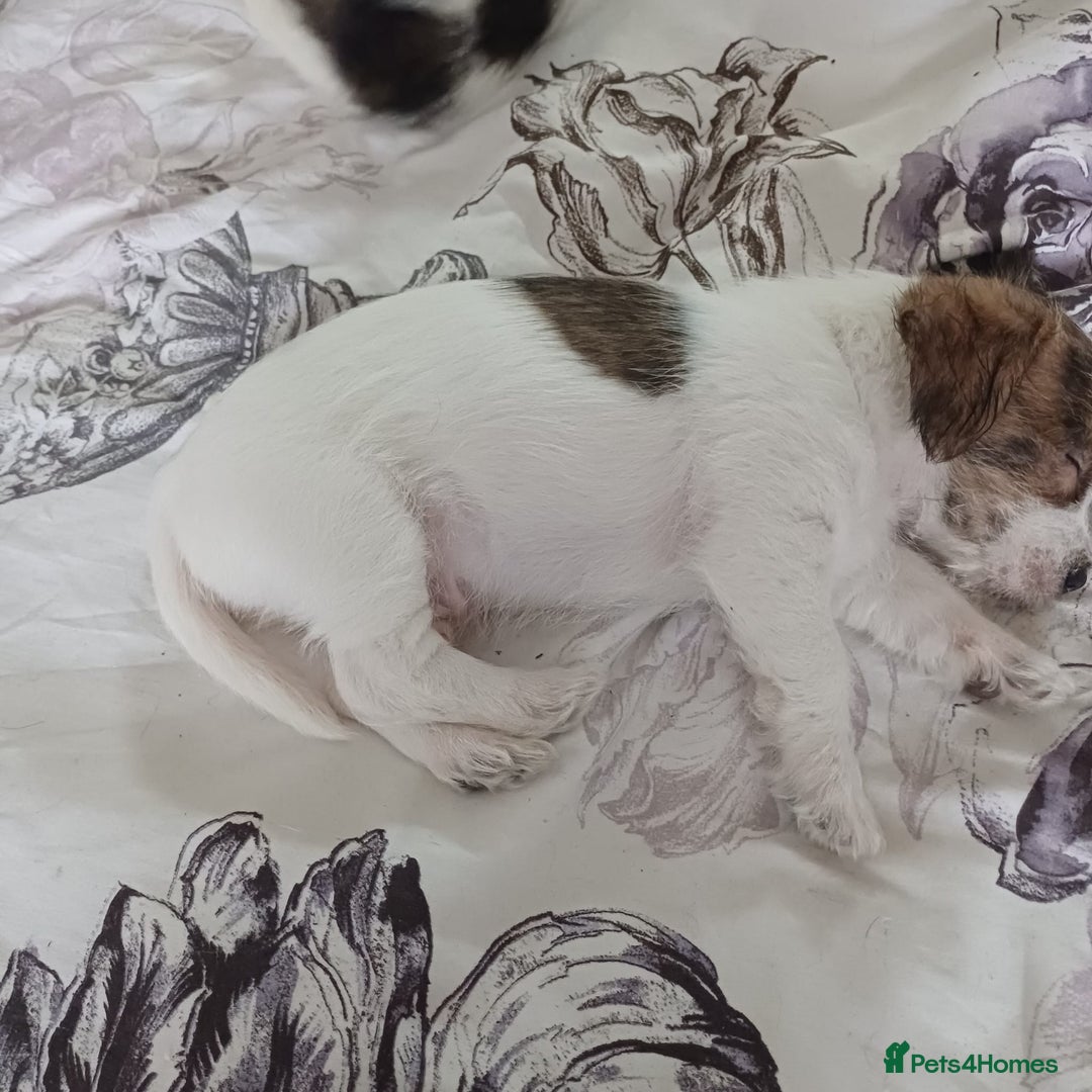Mixed Breed dogs for sale: 3 beautiful malshi x Jack russell cross puppies  - Advert 6