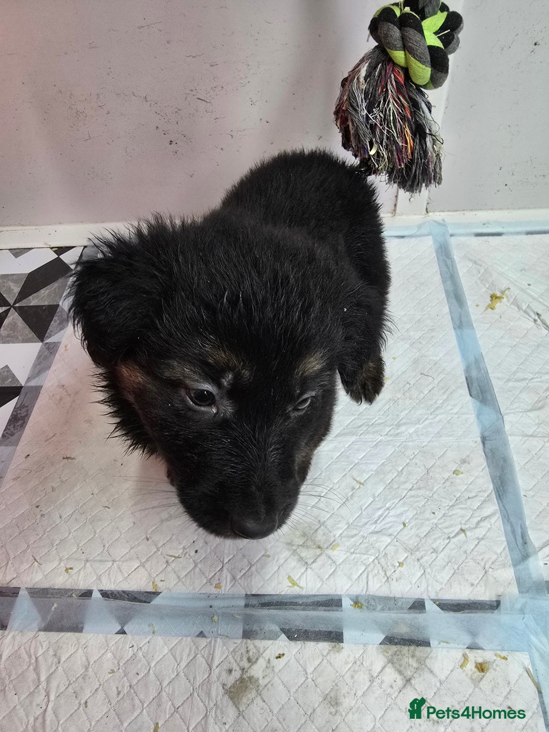 German Shepherd dogs for sale: Chunky German shepherd puppies for sale  - Advert 10